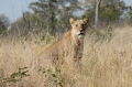 S lion 2